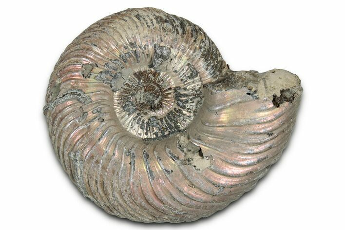 Iridescent, Pyritized Ammonite (Quenstedticeras) Fossil - Russia #336214